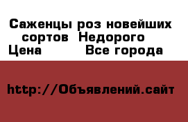 Саженцы роз новейших сортов. Недорого. › Цена ­ 350 - Все города  »    